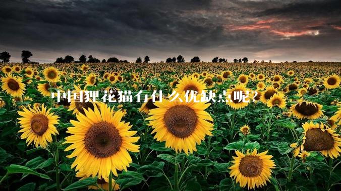 中国狸花猫有什么优缺点呢？